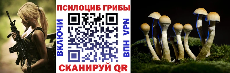 Псилоцибиновые грибы Psilocybe Купить где Злынка